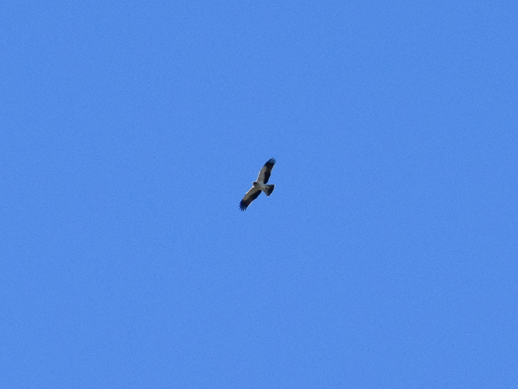 Conferma per Aquila minore.  Confermata!